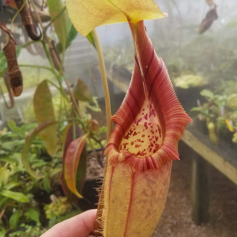 
                      
                        Nepenthes robcantleyi x ovata
                      
                    