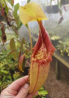 Nepenthes robcantleyi x ovata