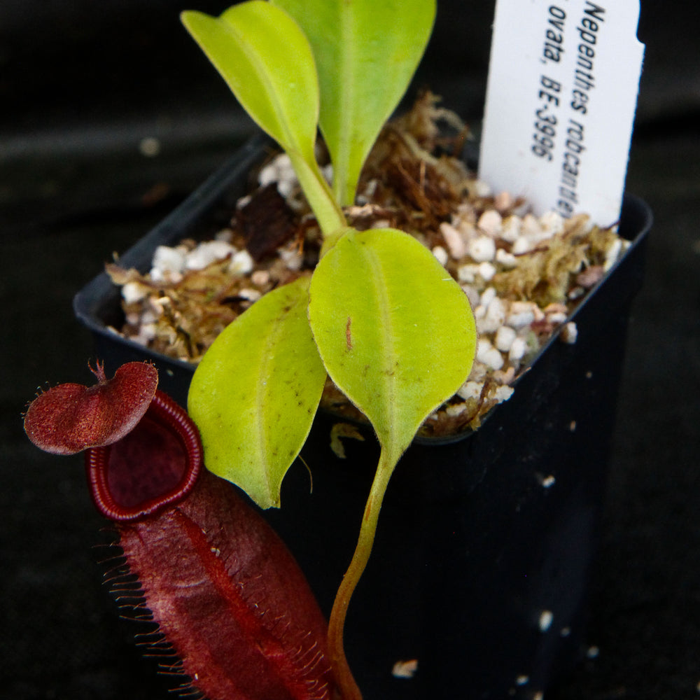 
                      
                        Nepenthes robcantleyi x ovata
                      
                    