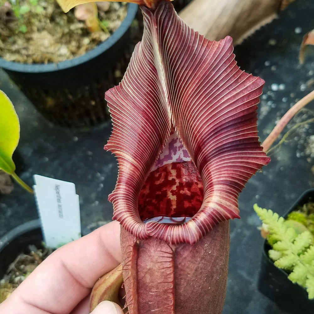 
                      
                        Nepenthes robcantleyi x ovata
                      
                    