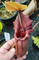 Nepenthes robcantleyi x ovata