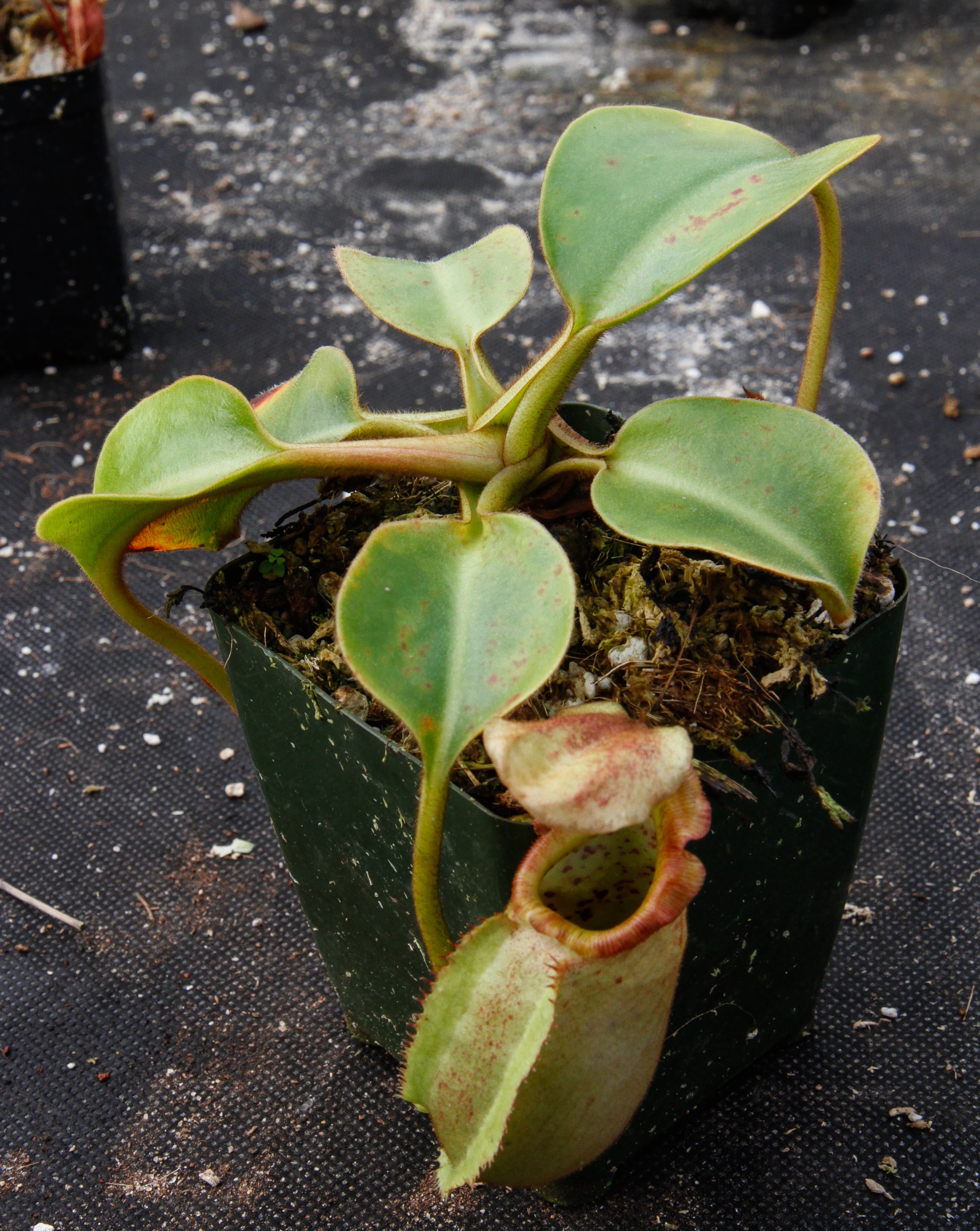 Nepenthes robcantleyi x veitchii, BE-3933 – Carnivero