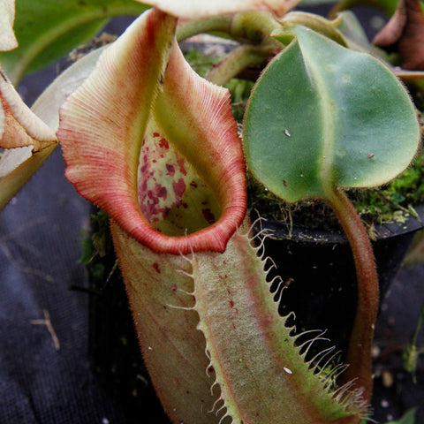 Close-up of Nepenthes robcantleyi x veitchii Sungai Samba pitcher with pink red rim and fringed edges beside a green leaf