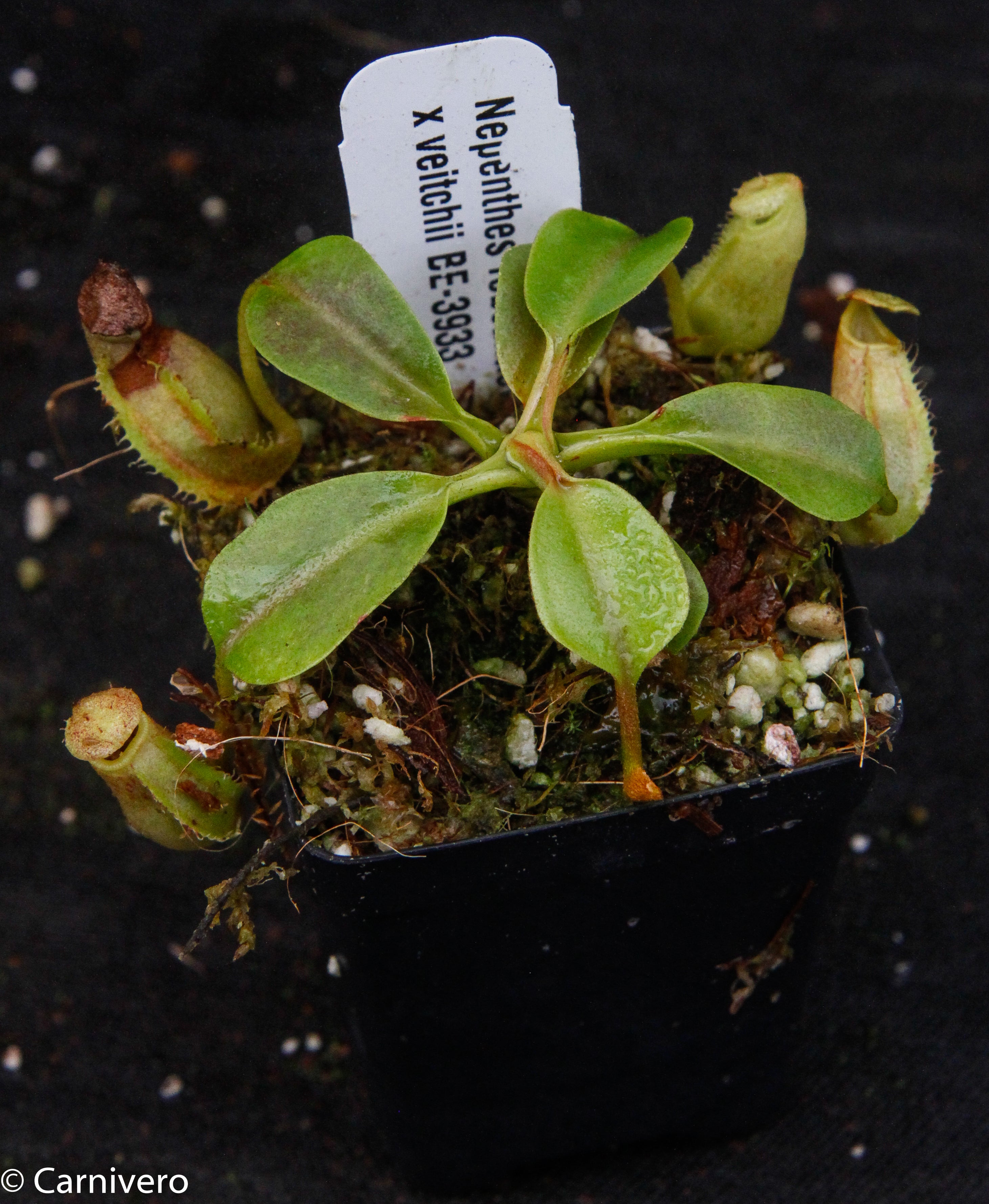 Nepenthes robcantleyi x veitchii, BE-3933 – Carnivero