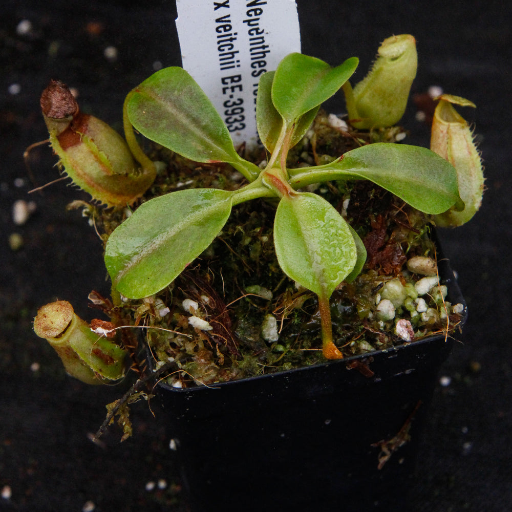 
                      
                        Nepenthes robcantleyi x veitchii, BE-3933
                      
                    