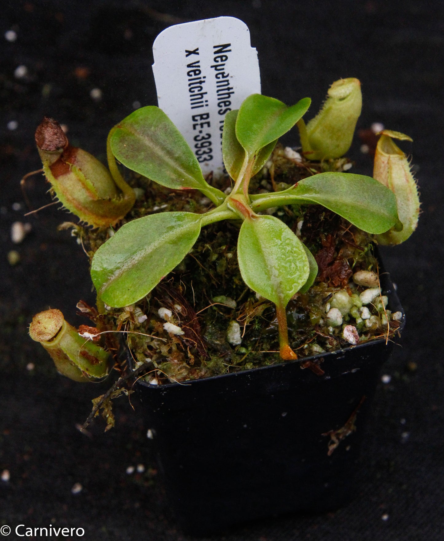 Nepenthes robcantleyi x veitchii, BE-3933