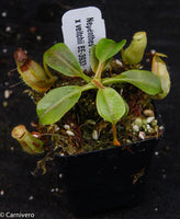 Nepenthes robcantleyi x veitchii, BE-3933