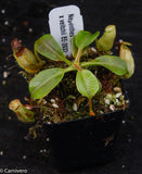 Nepenthes robcantleyi x veitchii, BE-3933