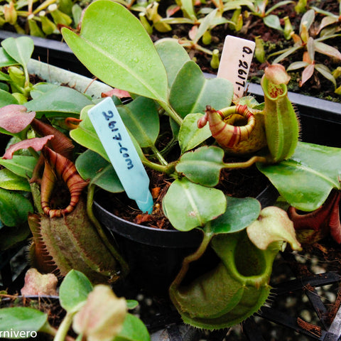 Nepenthes robcantleyi x veitchii BE-3933 with broad green leaves and a curling striped pitcher in a black pot