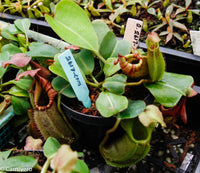 Nepenthes robcantleyi x veitchii, BE-3933