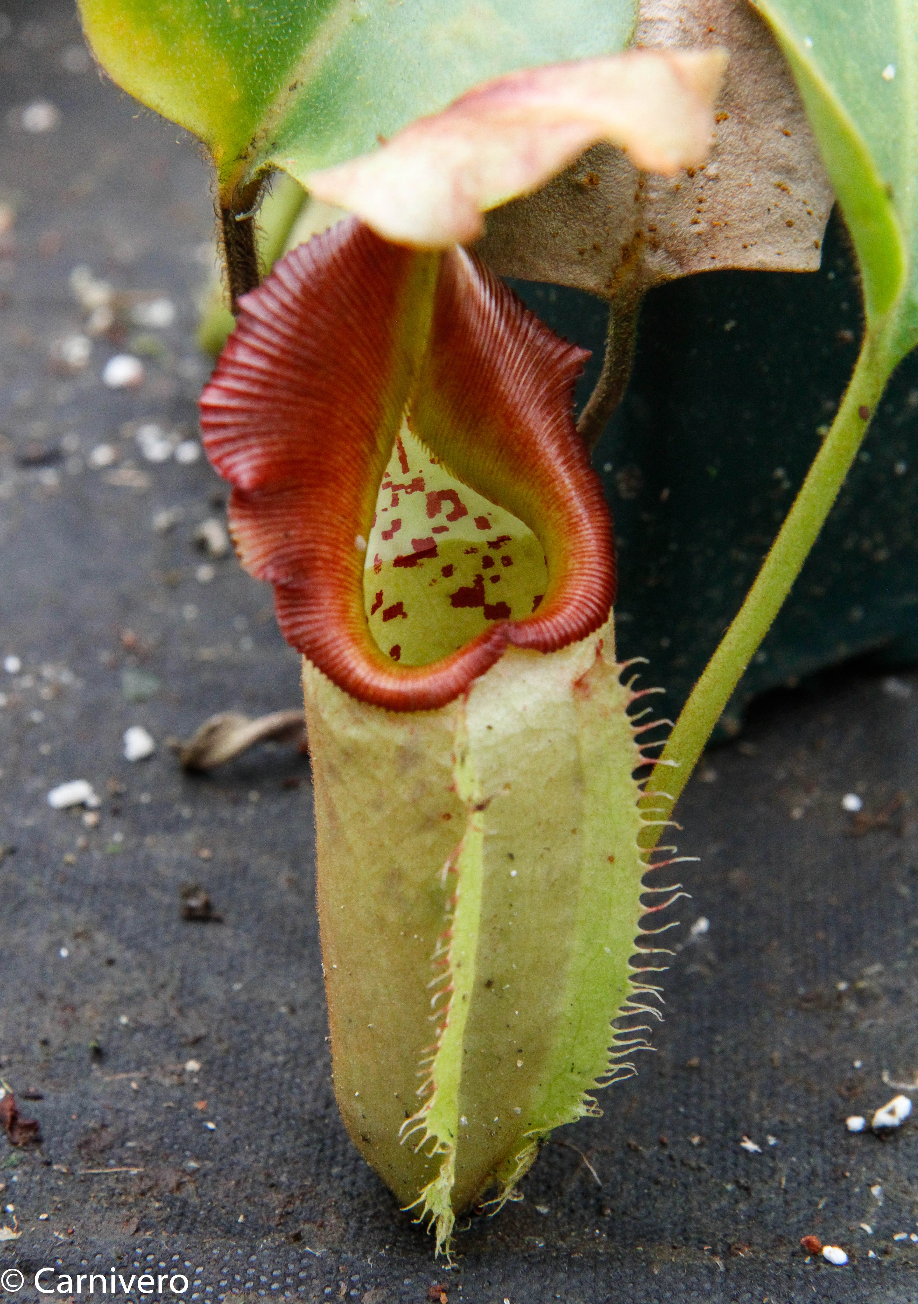 Nepenthes robcantleyi x veitchii - DM030 – Carnivero