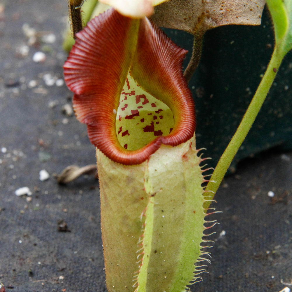 
                      
                        Nepenthes robcantleyi x veitchii - DM030
                      
                    