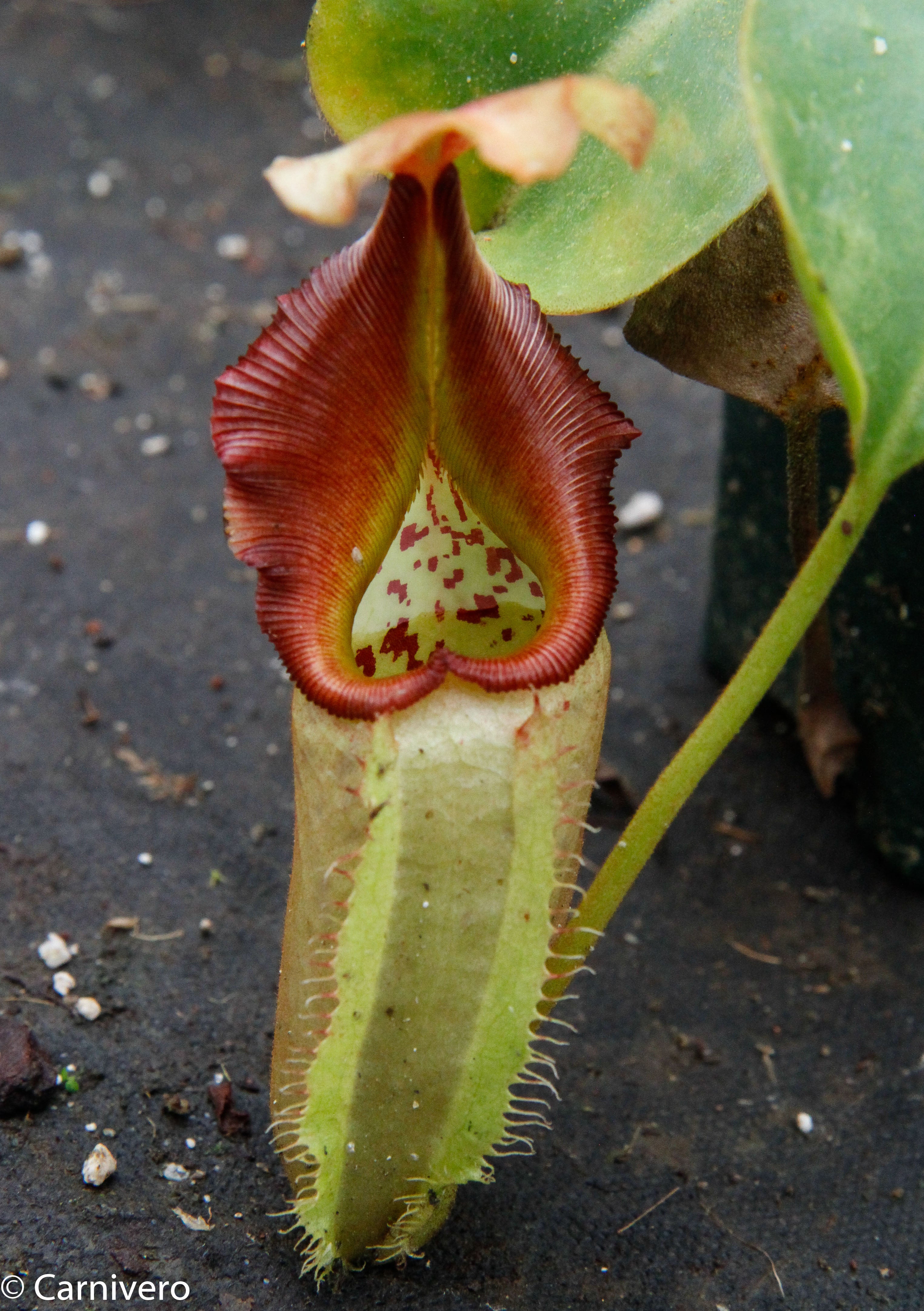 Nepenthes robcantleyi x veitchii - DM030 – Carnivero