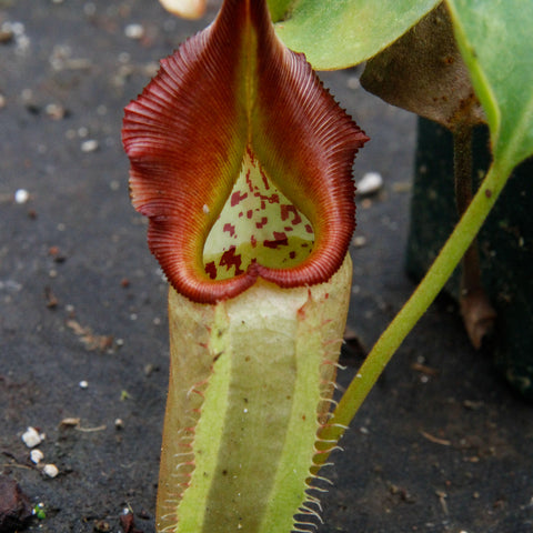 Close up of a Nepenthes robcantleyi x veitchii DM030 pitcher with pale green body and a deep red ribbed hood.