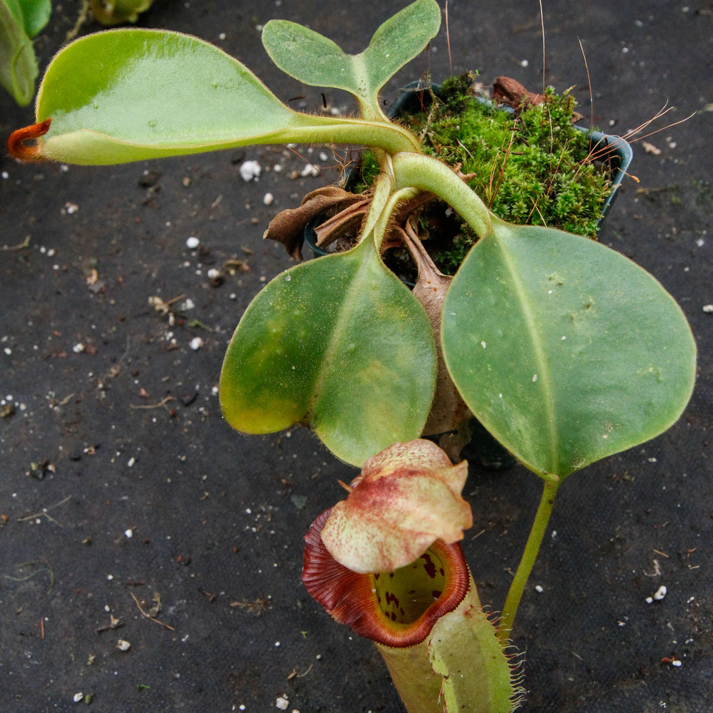 Nepenthes robcantleyi x veitchii - DM030