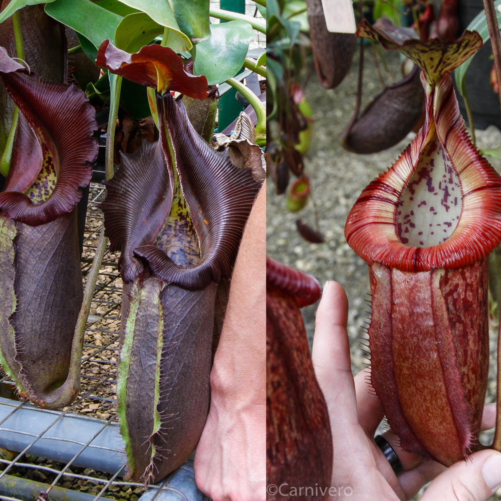 
                      
                        Nepenthes robcantleyi x (burbidgeae x edwardsiana), BE-4023
                      
                    