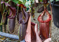 Nepenthes robcantleyi x (burbidgeae x edwardsiana), BE-4023