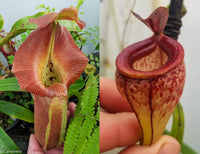 Nepenthes robcantleyi x tenuis, BE-3982