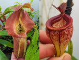 Nepenthes robcantleyi x tenuis, BE-3982, pitcher plant, carnivorous plant, collectors plant, large pitchers, rare plants