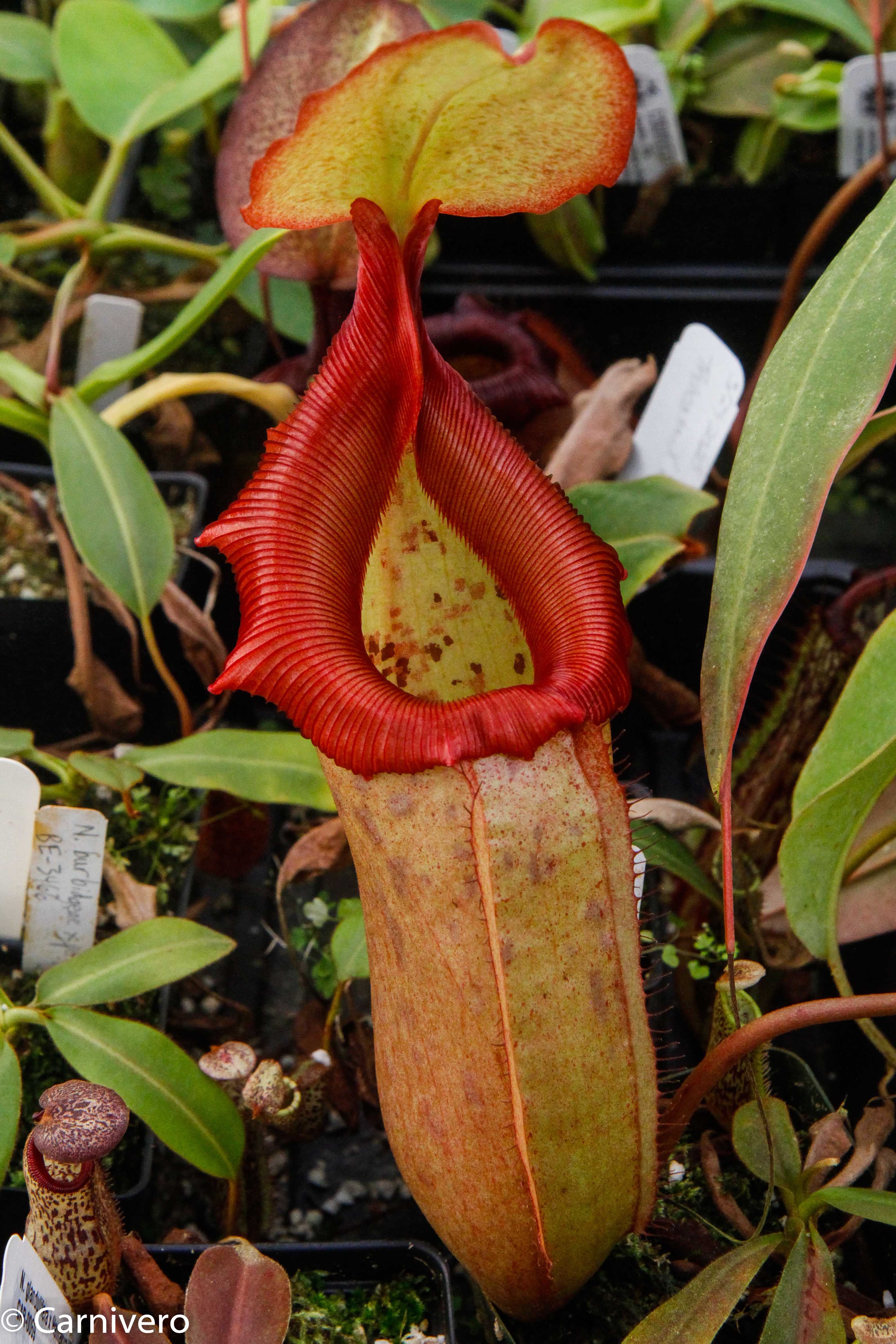 Nepenthes sibuyanensis x robcantleyi, BE-3713 – Carnivero
