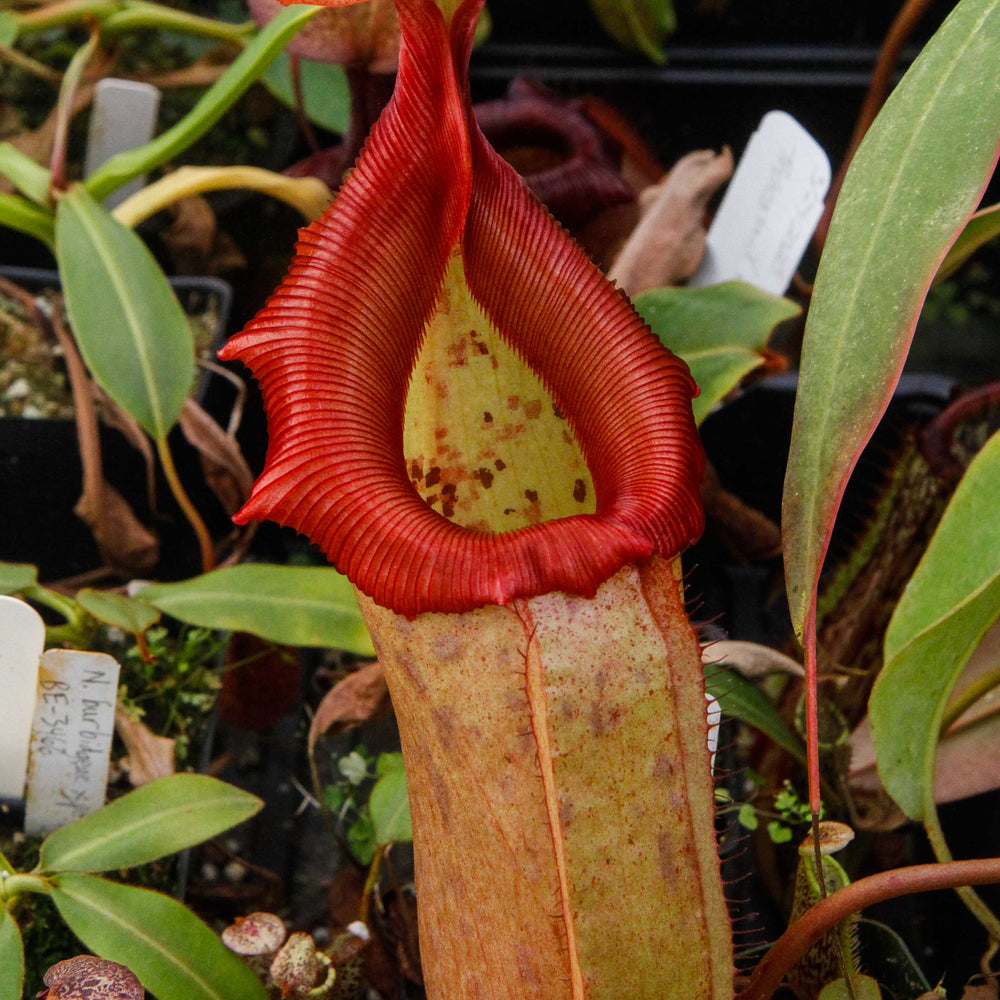 
                      
                        Nepenthes sibuyanensis x robcantleyi, BE-3713
                      
                    