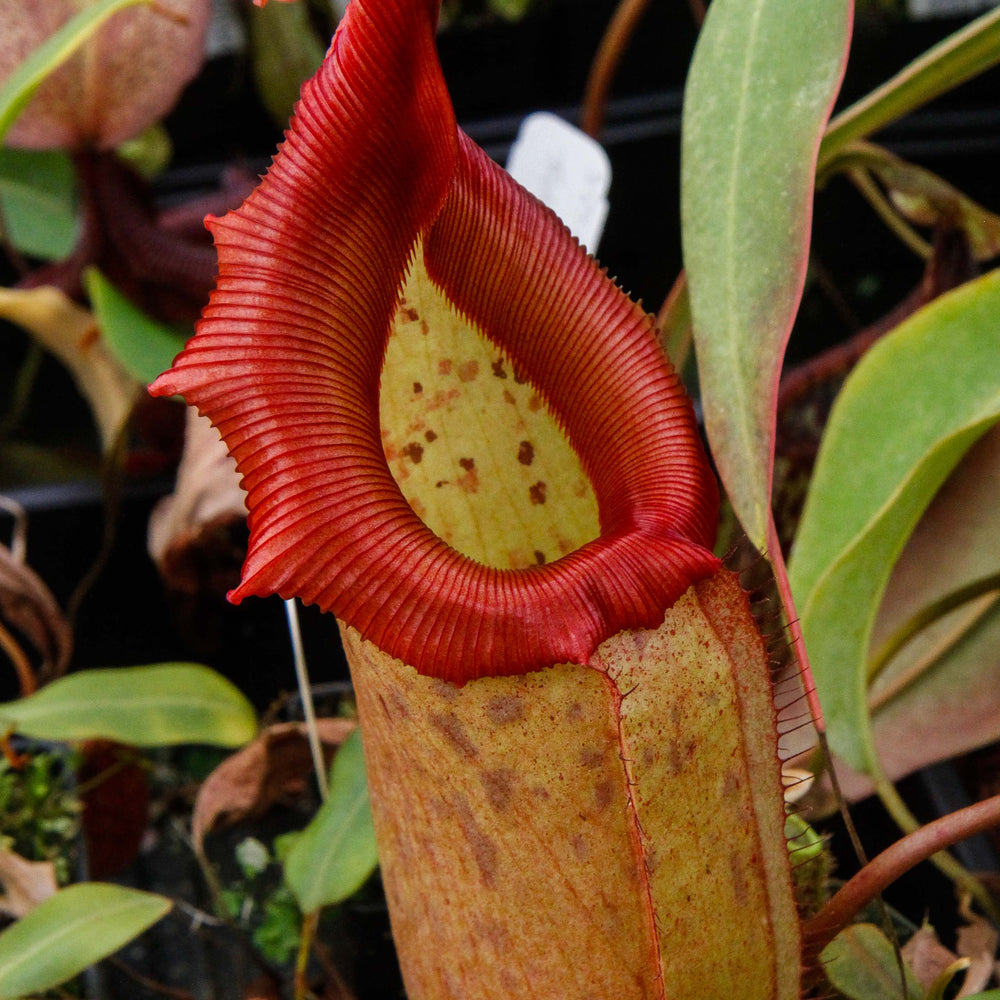 
                      
                        Nepenthes sibuyanensis x robcantleyi, BE-3713
                      
                    