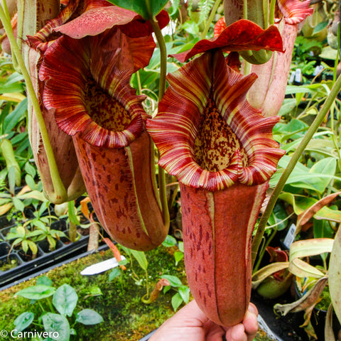 Large Nepenthes Song of Melancholy hybrid with tall red striped pitchers and wide flared peristomes