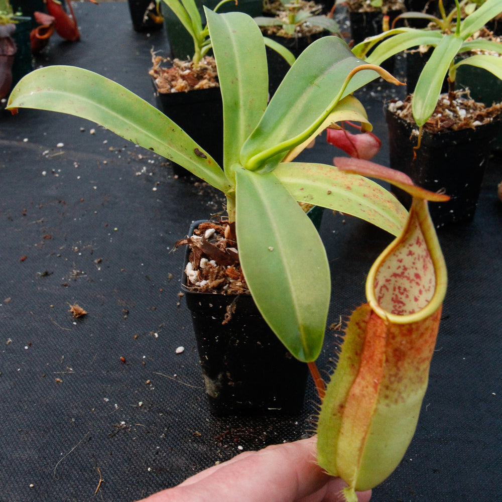 Nepenthes sanguinea D4