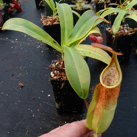 Nepenthes sanguinea D4 with broad green leaves and a tall yellowish pitcher with pink speckles