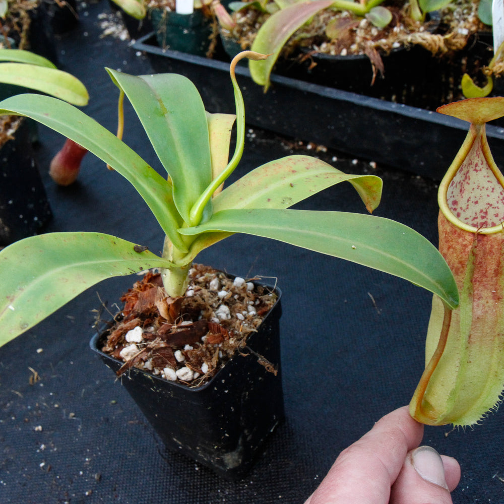 Nepenthes sanguinea D4