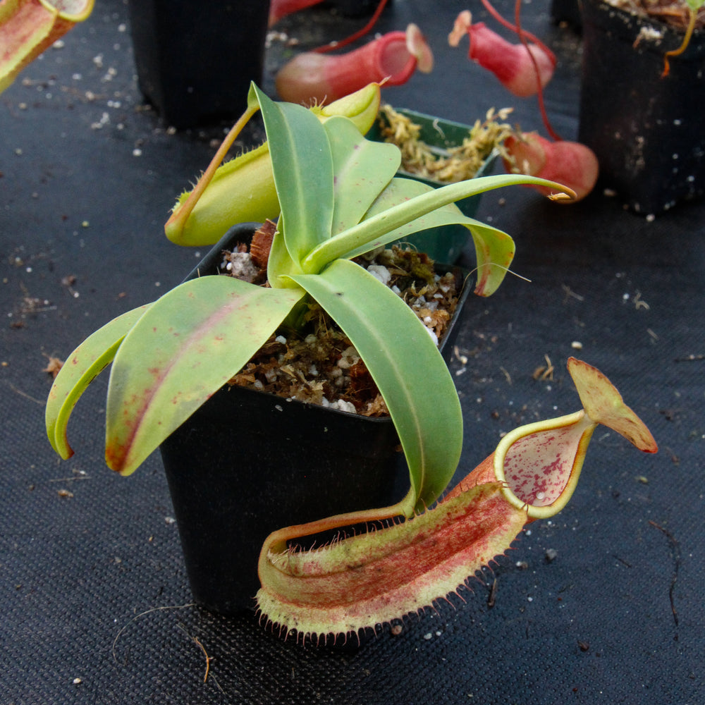 
                      
                        Nepenthes sanguinea D4
                      
                    