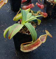 Nepenthes sanguinea D4