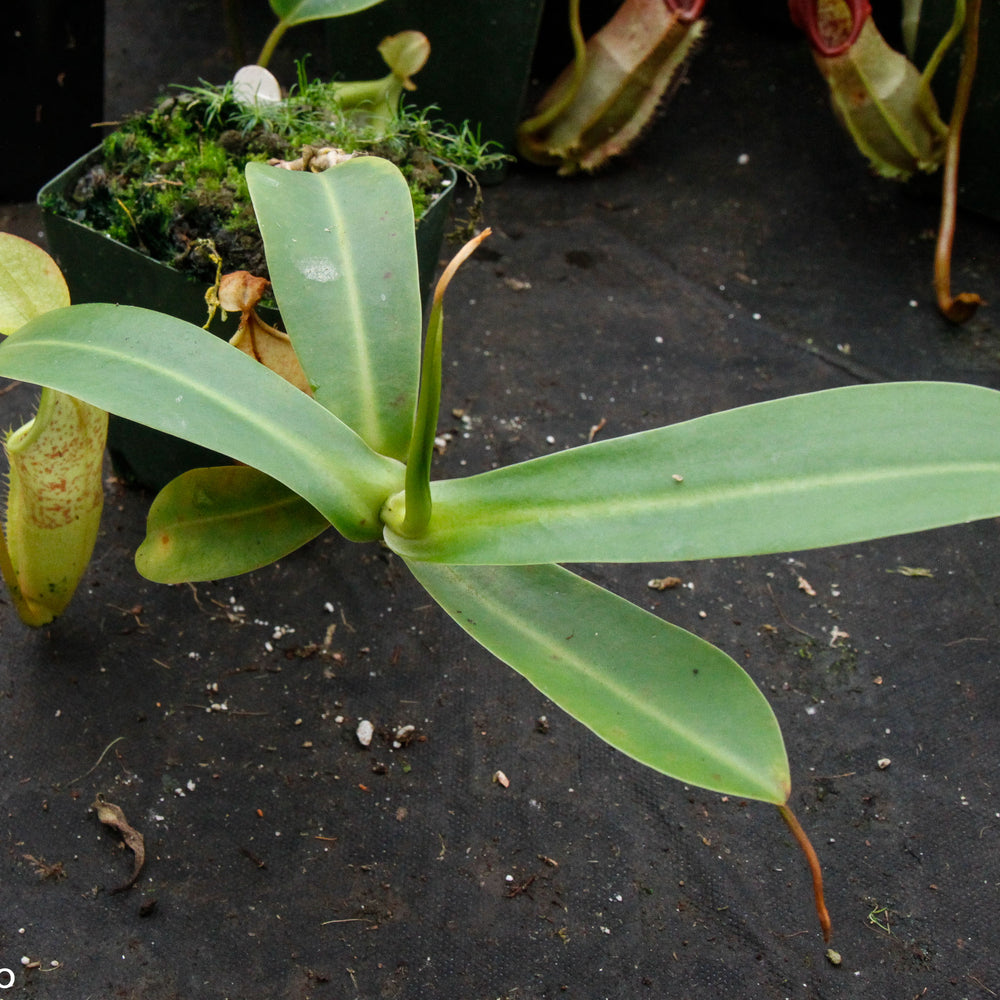 
                      
                        Nepenthes sanguinea, Gunung Ulu Kali, CAR-0021
                      
                    