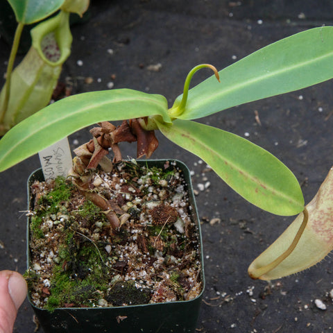 Potted Nepenthes sanguinea with a long pale green pitcher at left and broad leaves, tag visible in soil.