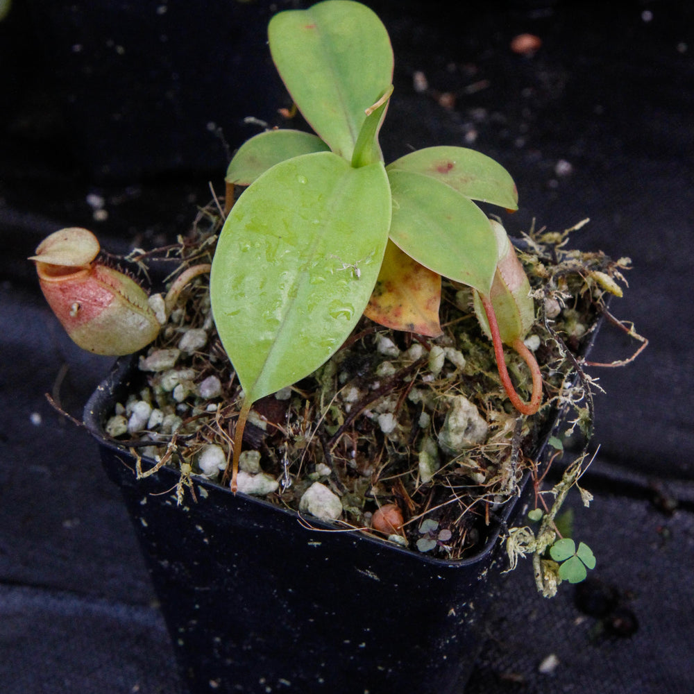 
                      
                        Nepenthes sibuyanensis, BE-3164
                      
                    