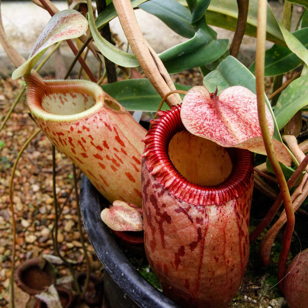 
                      
                        Nepenthes sibuyanensis, CAR-0450
                      
                    
