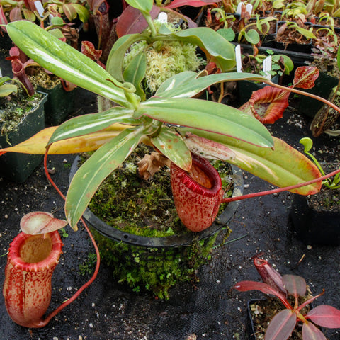 Nepenthes sibuyanensis variegated plant with broad green leaves and a large red mottled pitcher hanging from a long tendril