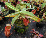 Nepenthes sibuyanensis variegated