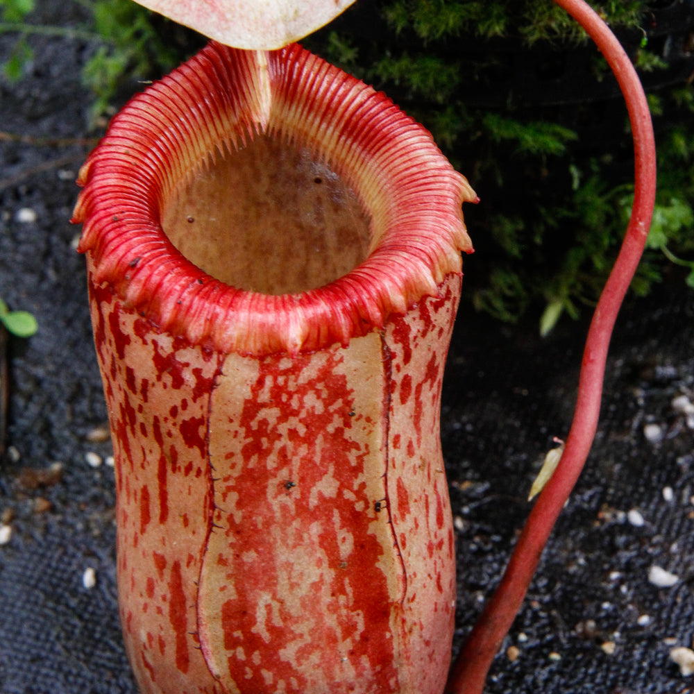 Nepenthes sibuyanensis variegated