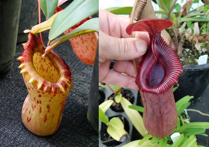 Nepenthes sibuyanensis x [(ventricosa x sibuyanensis) x TM] Clone