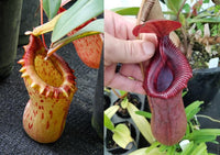 Nepenthes sibuyanensis x [(ventricosa x sibuyanensis) x TM] Clone B  -  CAR-0037