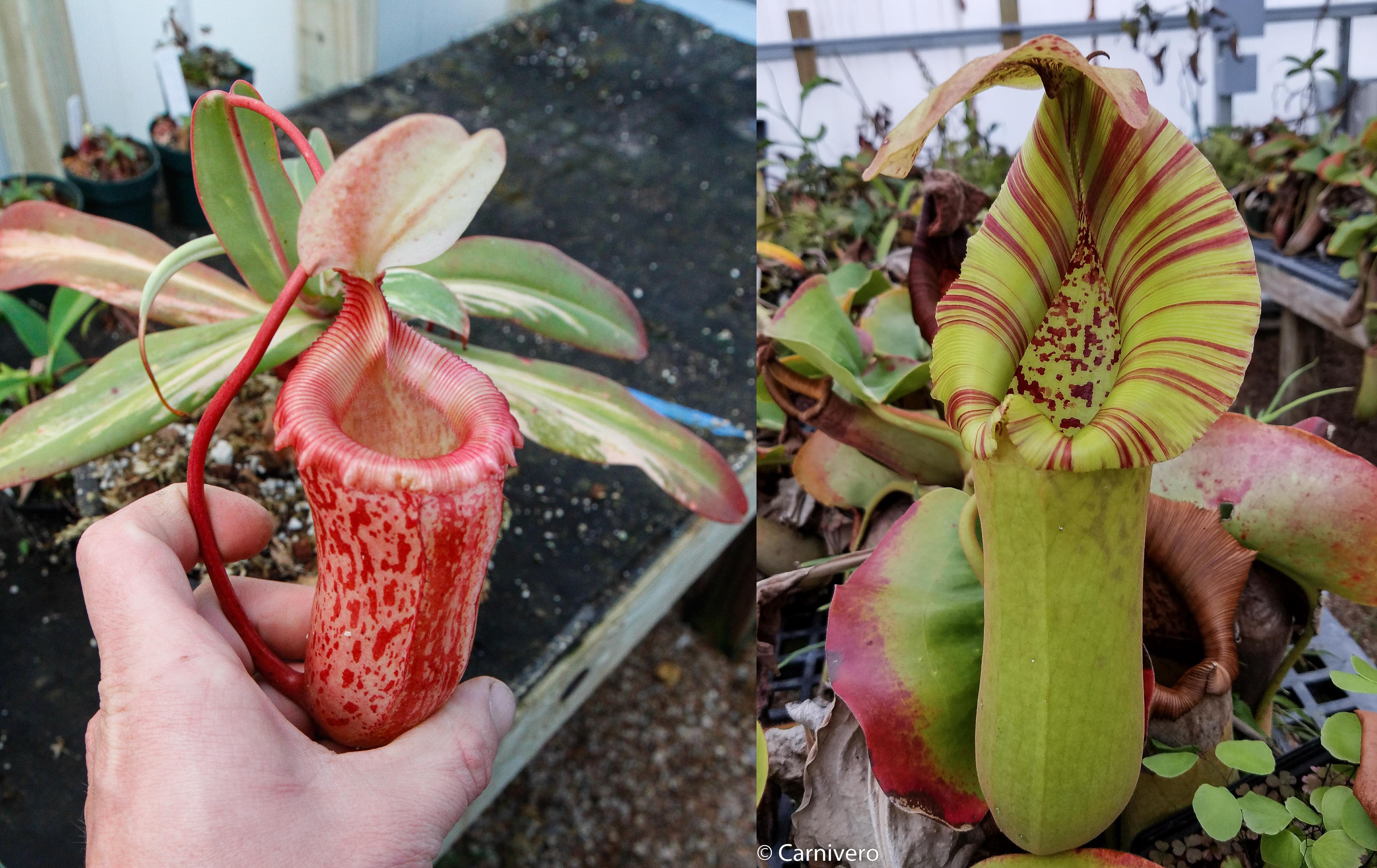 teatネペン Amazon.com : QAUZUY GARDEN Nepenthes Pitcher Plant Seeds