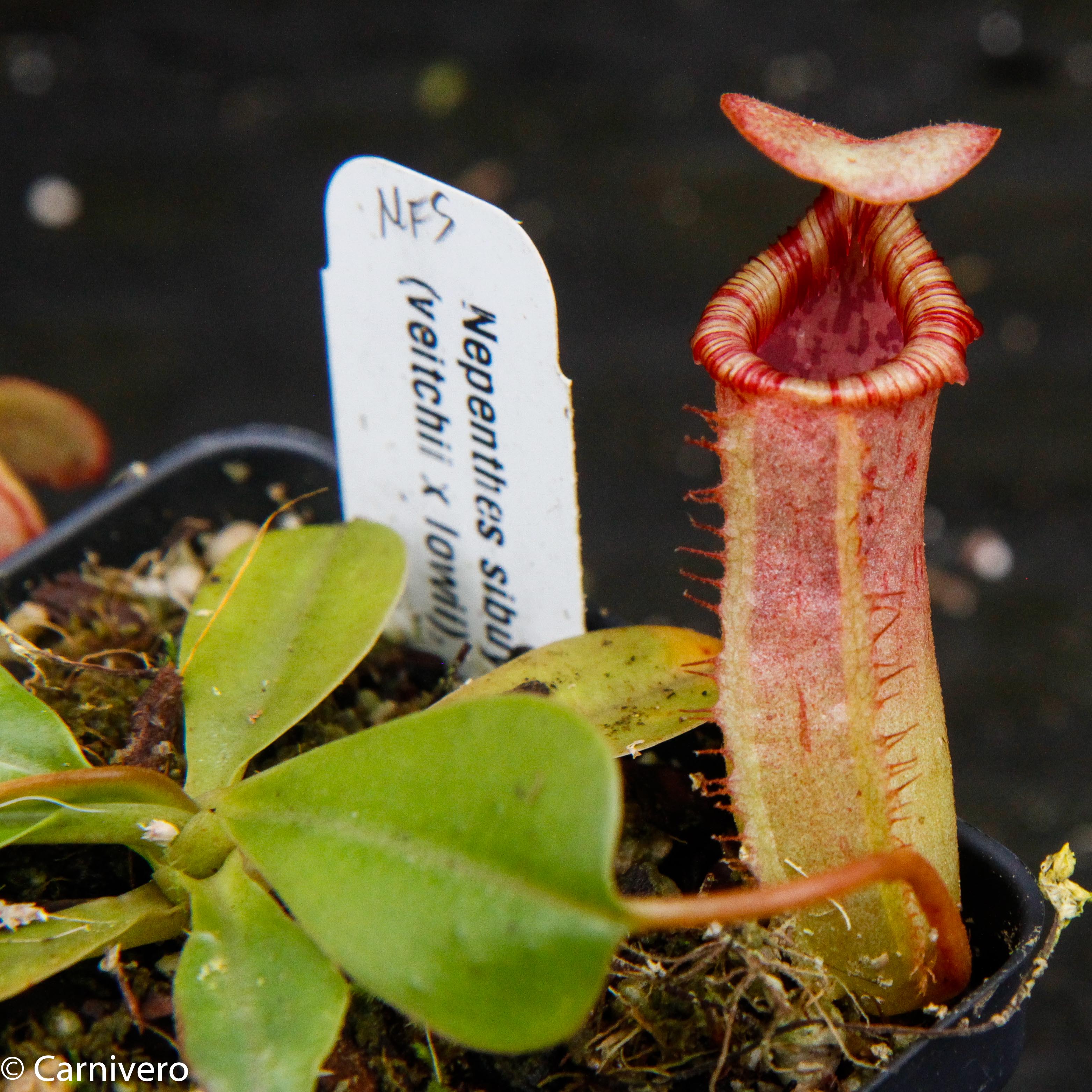 Nepenthes sibuyanensis x (veitchii x lowii) BE-3986 – Carnivero