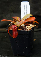 Nepenthes sibuyanensis x (veitchii x lowii)