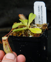 Nepenthes sibuyanensis x (veitchii x lowii)