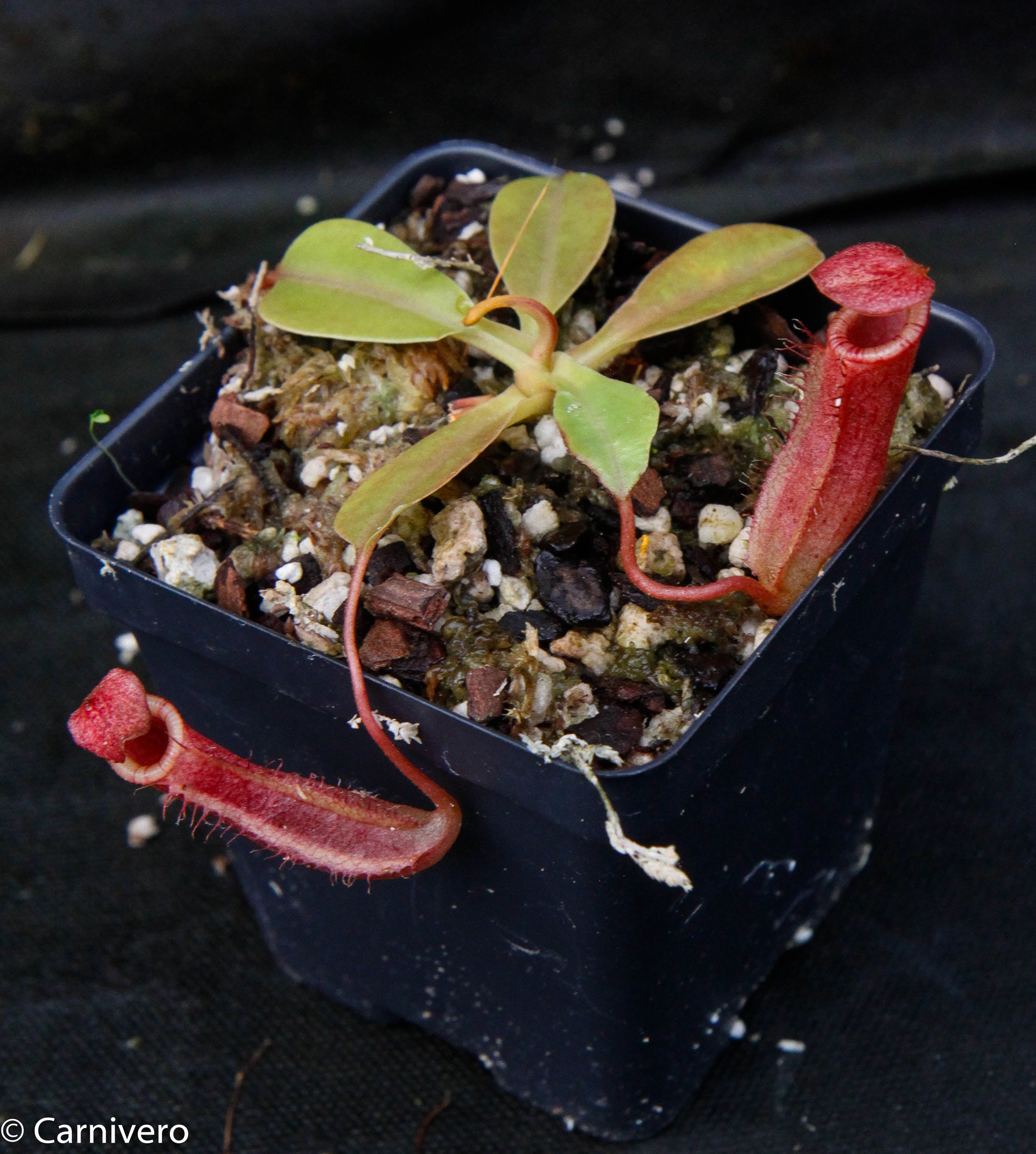 Nepenthes sibuyanensis x (veitchii x lowii) BE-3986 – Carnivero
