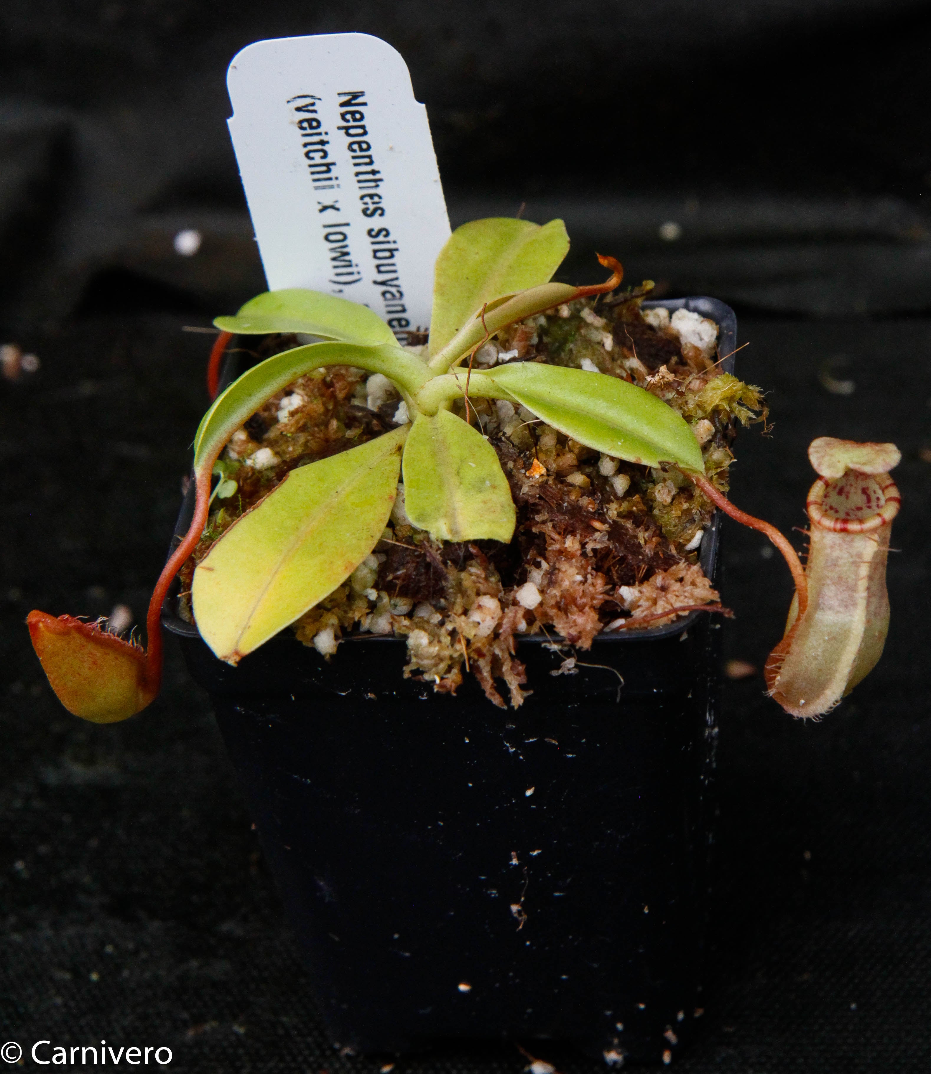 Nepenthes sibuyanensis x (veitchii x lowii) BE-3986 – Carnivero