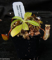 Nepenthes sibuyanensis x (veitchii x lowii)