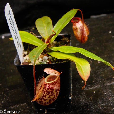 Nepenthes sibuyanensis x ampullaria with green leaves and a maroon speckled pitcher in a black pot
