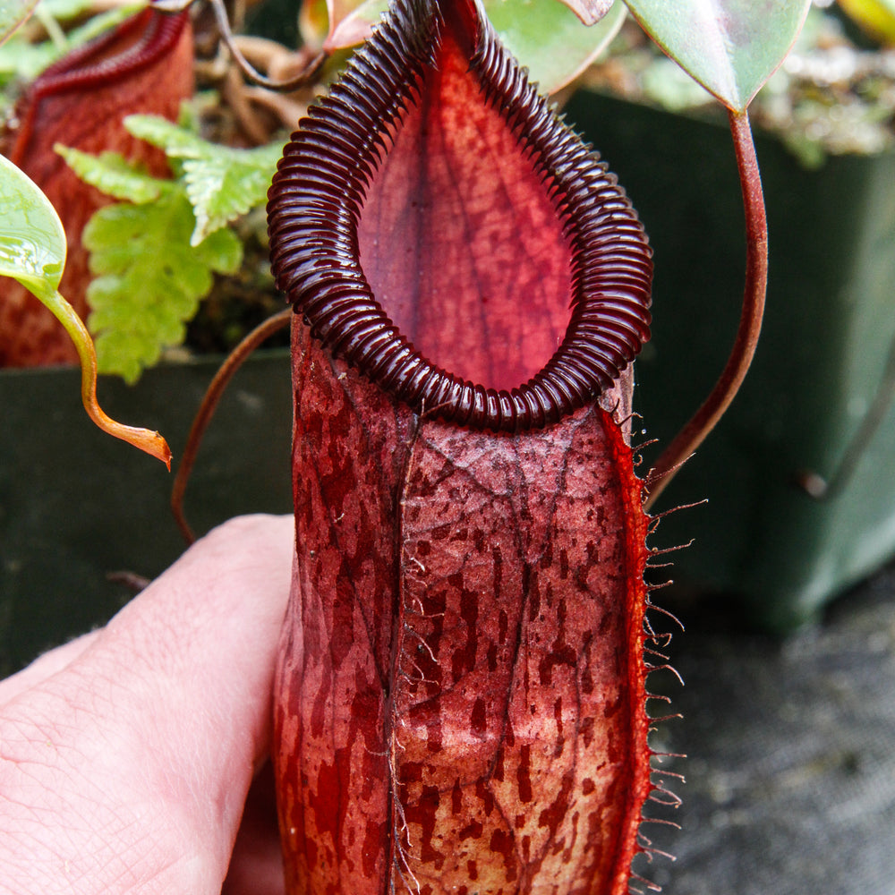 
                      
                        Nepenthes sibuyanensis x hamata, BE-3562
                      
                    